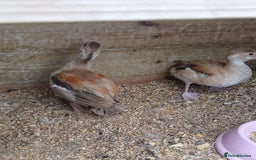 Ducks poultry for sale: orange ringed teal ducks  - Image 4
