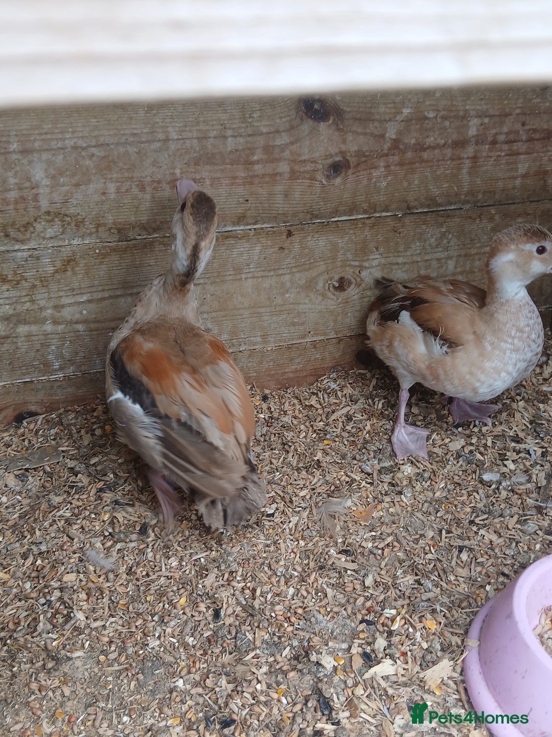 Ducks poultry for sale: orange ringed teal ducks  - Image 4