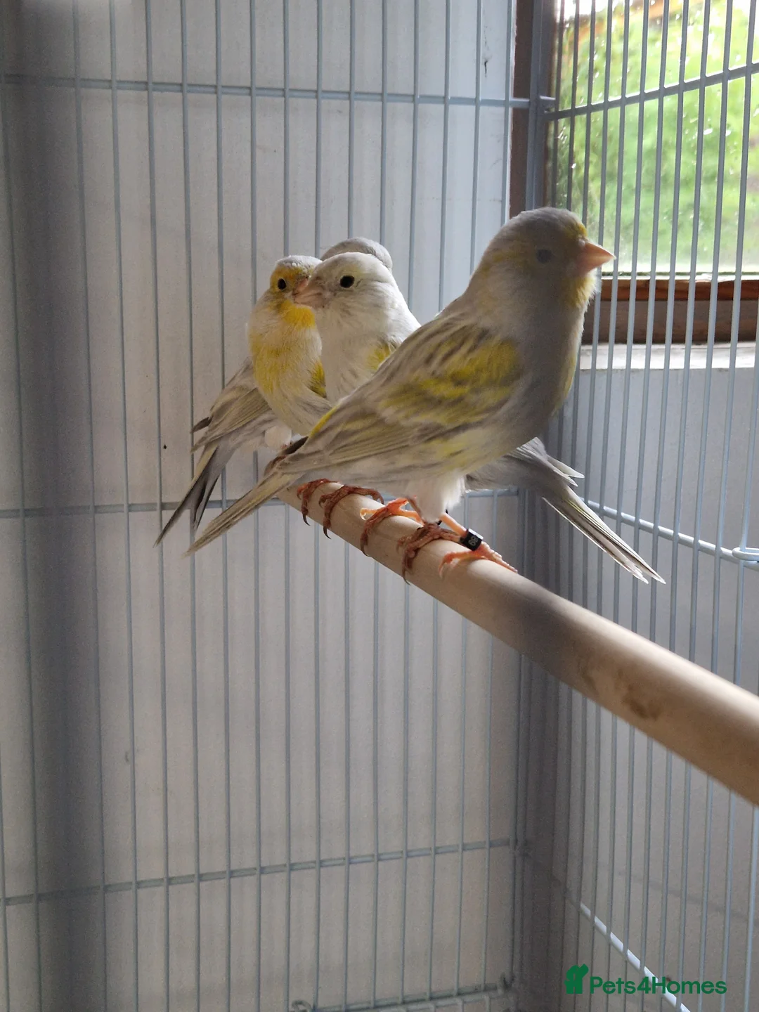 Canaries birds for sale: Fife + Opal Agage + Lizard Canaries - Advert 14