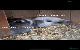 Mini Lop rabbits for sale: Miniature lop rabbits - 2 males - Image 7