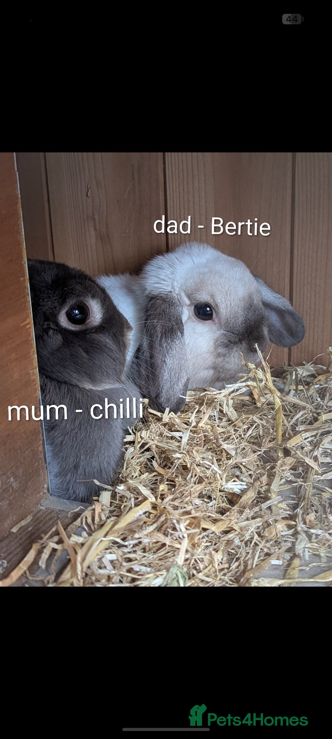 Mini Lop rabbits for sale: Miniature lop rabbits - 2 males - Image 7