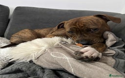 Mixed Breed dogs for sale: Meet Nova - Image 1