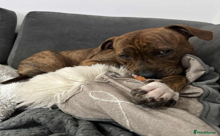 Mixed Breed dogs - Advert 9