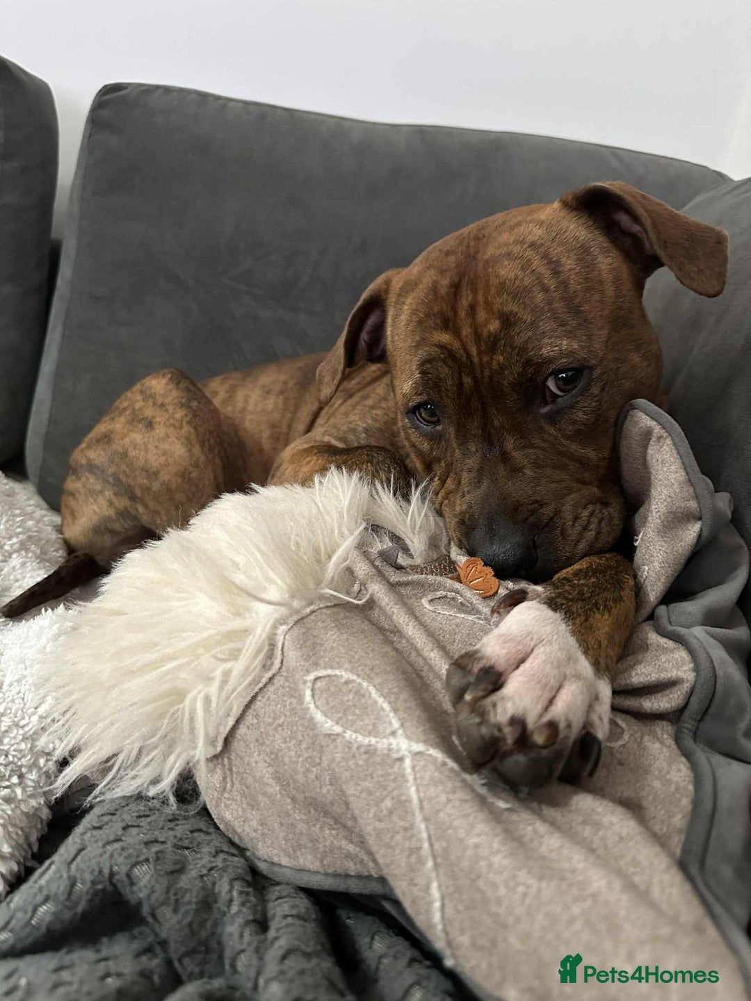Mixed Breed dogs for sale: Meet Nova - Image 1