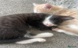 Mixed Breed cats for sale: Last remaining kitten - Image 2