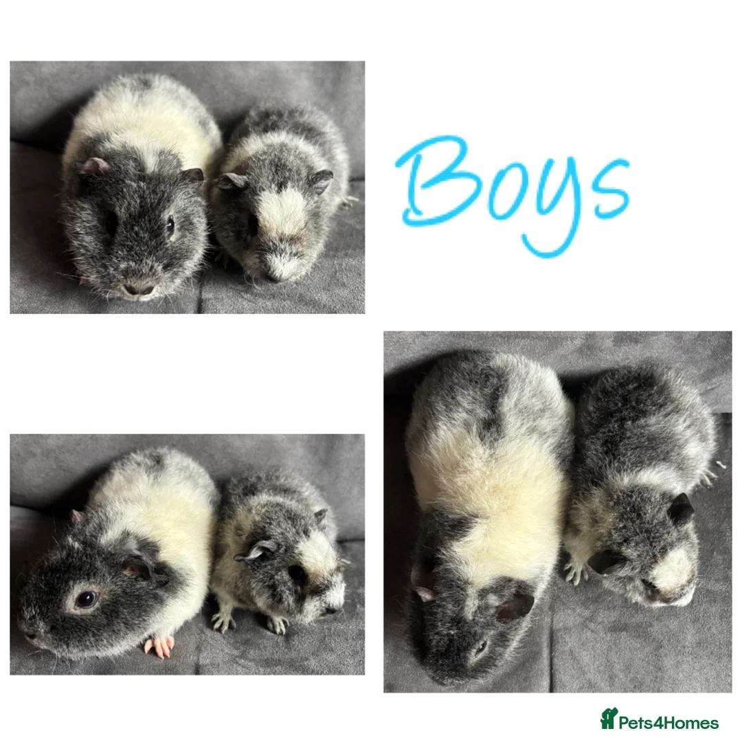 Guinea Pig rodents for sale: Baby Guineapigs x4 girls x2 boys- ready now - Advert 9