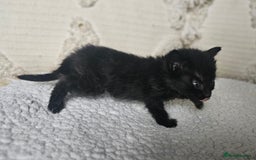 Persian cats for sale: PersianXTortoiseshell Crossbreed Kittens - Image 17