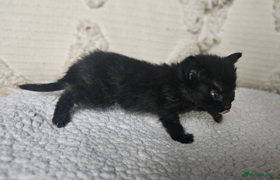 Persian cats for sale: PersianXTortoiseshell Crossbreed Kittens - Image 17