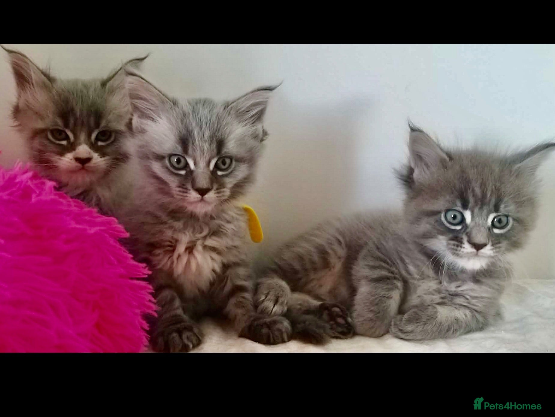 Maine Coon cats Bundles of maincoon fun  - Advert 1