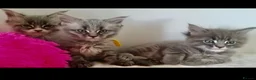 Maine Coon cats for sale: Bundles of maincoon fun  - Advert 6