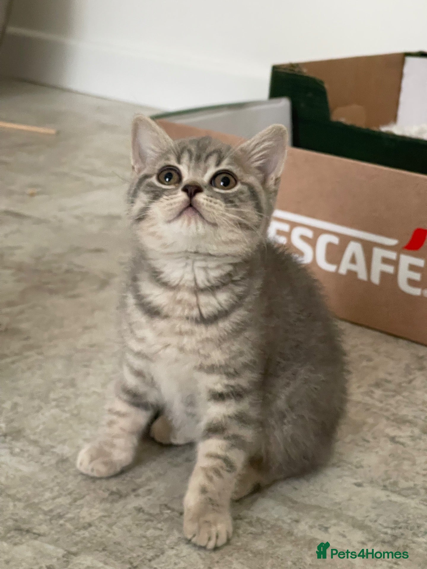 British Shorthair cats STUNNING GCCF BRITISH SHORTHAIR KITTENS  - Advert 14