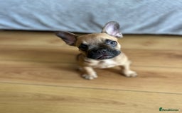 French Bulldog dogs for sale: Fluffy Gene Carrying Frenchies - Image 12