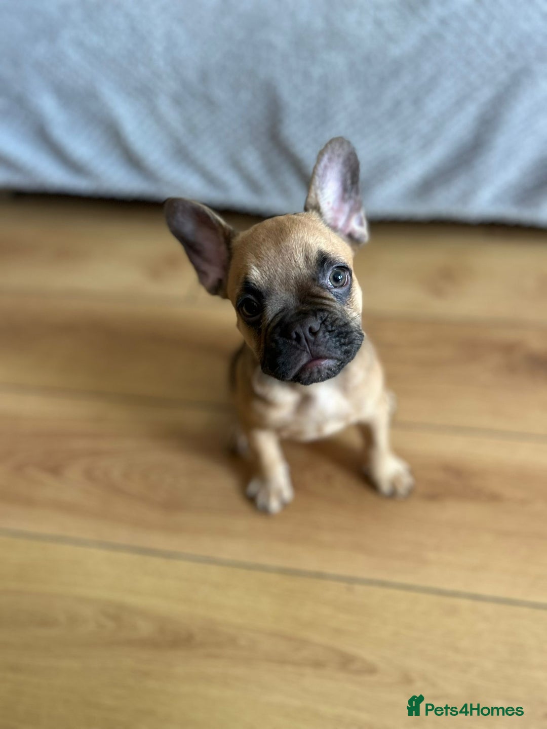 French Bulldog dogs for sale: Fluffy Gene Carrying Frenchies - Image 12