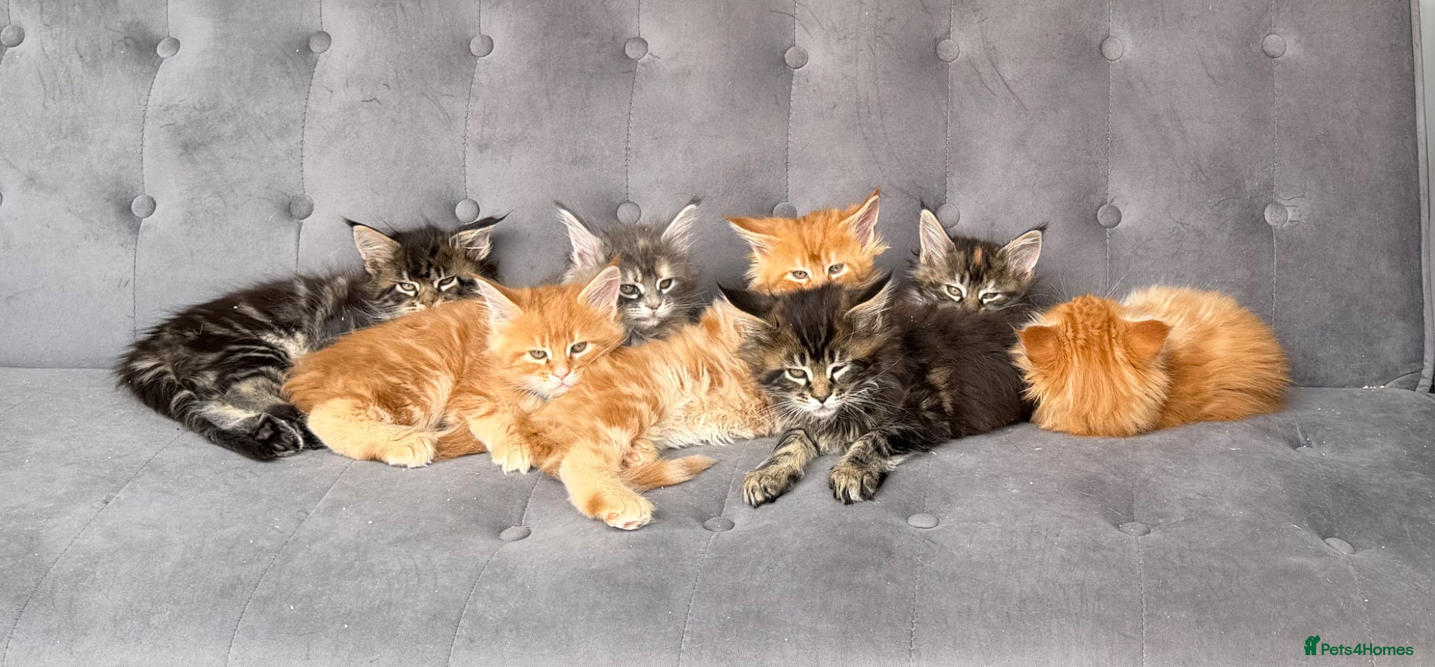 Maine Coon cats First kittens of GCCF Maine coon Champ for sale  - Advert 2