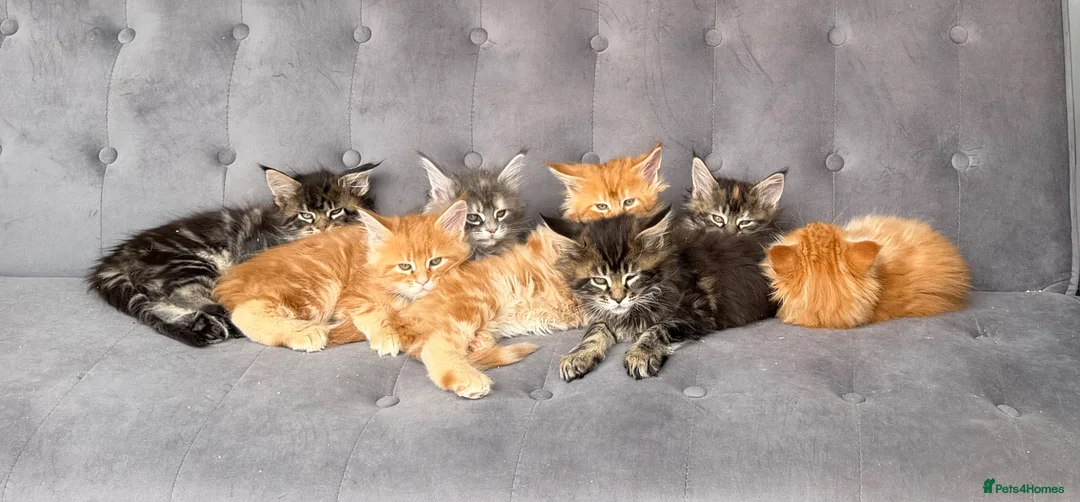 Maine Coon cats for sale: First kittens of GCCF Maine coon Champ for sale  - Advert 2