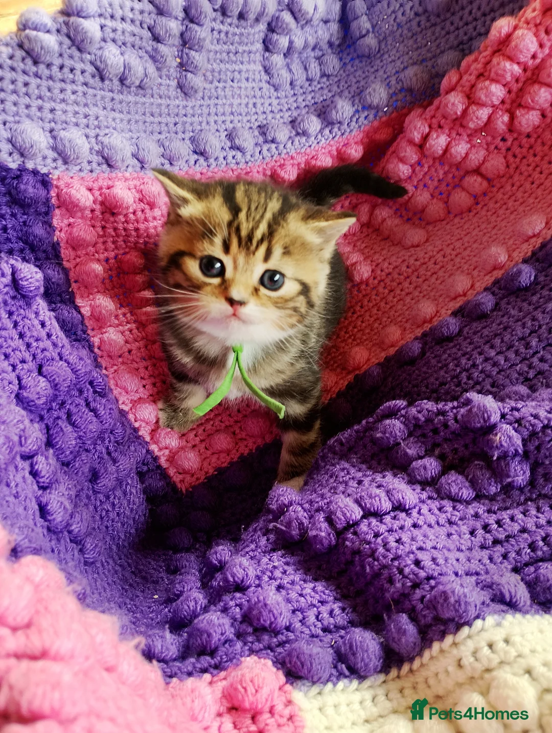 Mixed Breed cats for sale: British shorthair x with domestic tabby - Advert 2