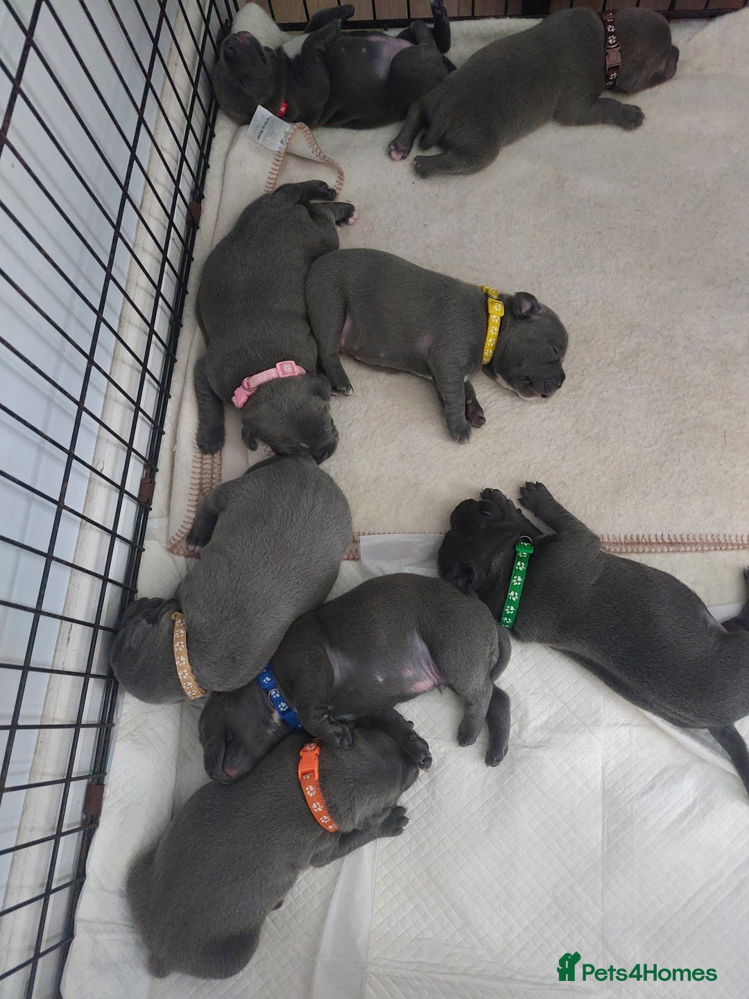 Staffordshire Bull Terrier dogs for sale: Blue Staffordshire Bull Terrier 🐶 Puppies 🐶 - Image 31