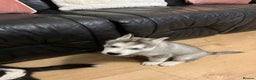 Siberian Husky dogs for sale: Beautiful husky puppies ready for their new homes  - Advert 10
