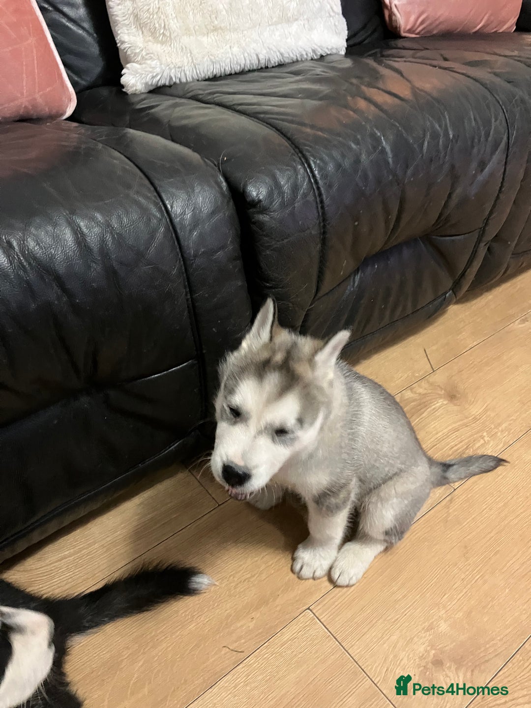 Siberian Husky dogs for sale: Beautiful husky puppies ready for their new homes  - Advert 10