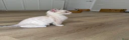 Ragdoll cats for sale: £850 for pair - Beautiful Bonded Ragdoll Kittens  - Advert 6