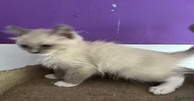 Ragdoll cats - Advert 12