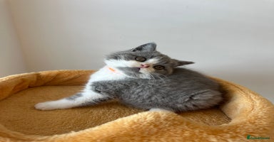 British Shorthair cats - Advert 5