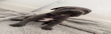 Purple collar 