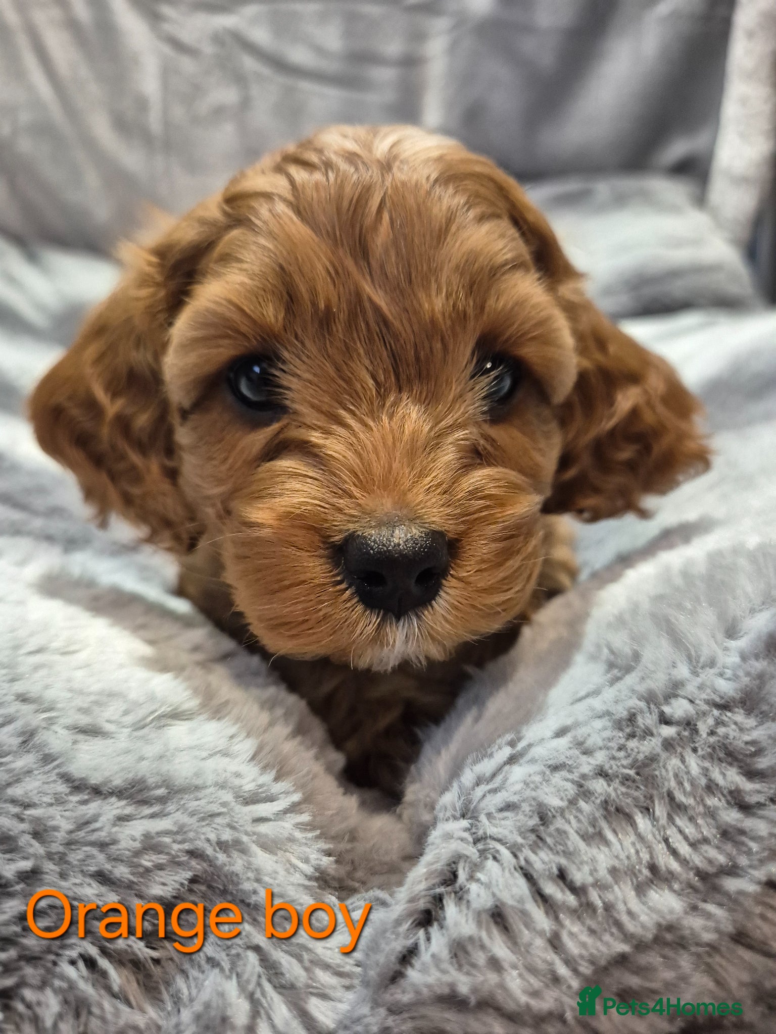 Cavapoo dogs Beautiful F1 Cavapoo puppies - Advert 5