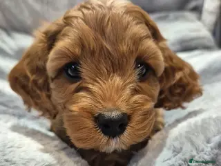 Cavapoo dogs Beautiful F1 Cavapoo puppies - Advert 5