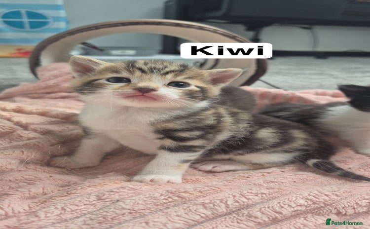 Domestic Shorthair cats - Advert 16