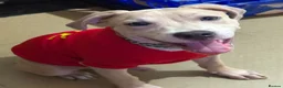 Staffordshire Bull Terrier dogs for sale: Little Prince  - Advert 7