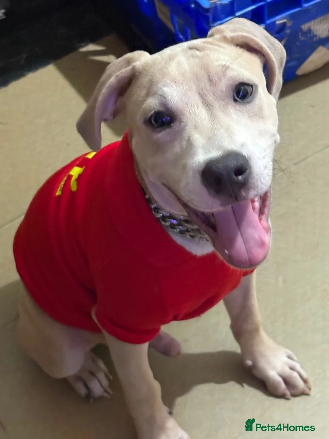 Staffordshire Bull Terrier dogs for sale: Little Prince  - Advert 7