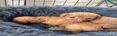 Cockapoo 6