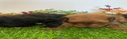 Cavapoo dogs for sale: F1 toy cavapoo puppies  - Advert 11