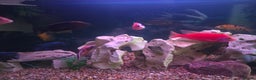 Cichlids fish for sale: African cichlids PLEASE READ DESCRIPTION - Advert 4