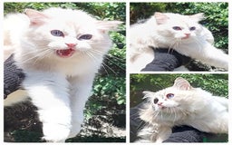 Ragdoll cats for sale: 🔥PRESTIGIOUS BEAST SIZE EU FEMALE🔥  - Advert 2