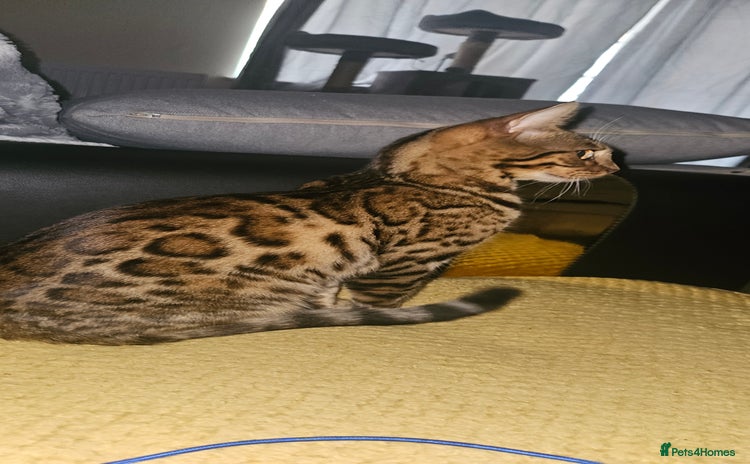 Bengal cats - Advert 1