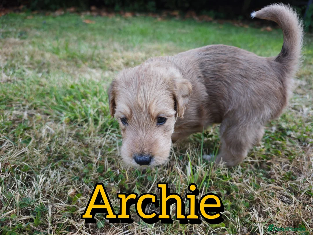 Mixed Breed dogs for sale: Loving Parsons Russell Cross Puppies  - Advert 36