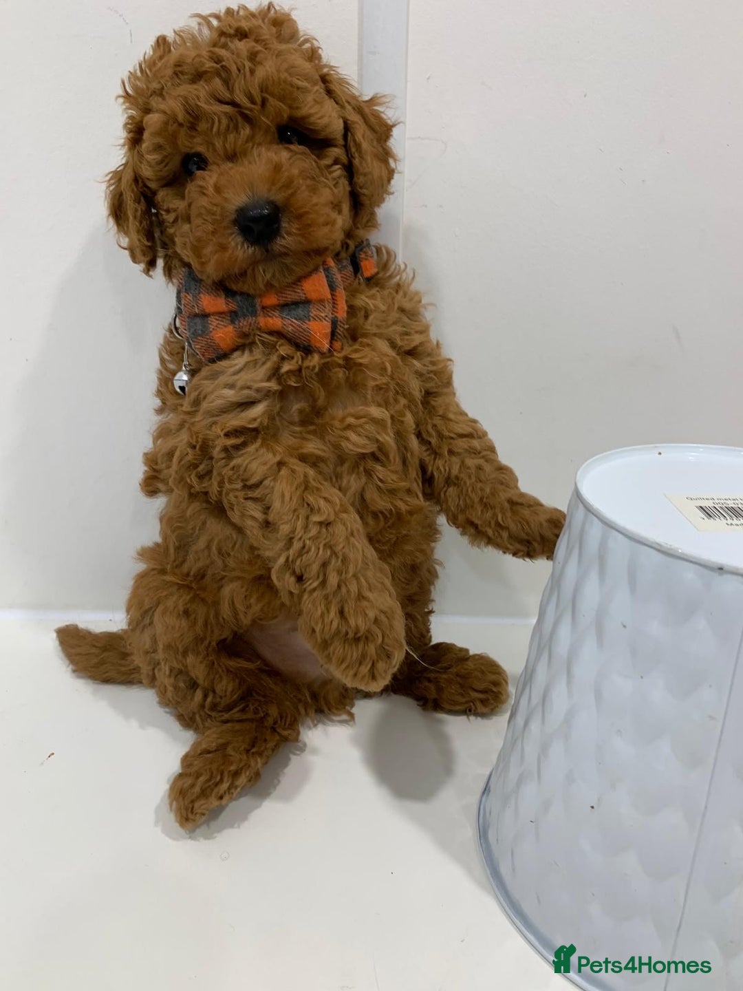 Toy Poodle dogs for sale: Plenty of care - toy poodle - Image 2