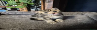 Simba