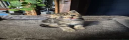 Norwegian Forest Cat cats for sale: Norwegian forest cat X marbled bengal - Advert 6