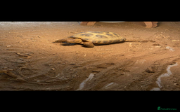 Tortoise reptiles for sale: Horse field tortoise  - Image 3