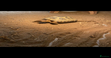 Tortoise reptiles - Advert 4