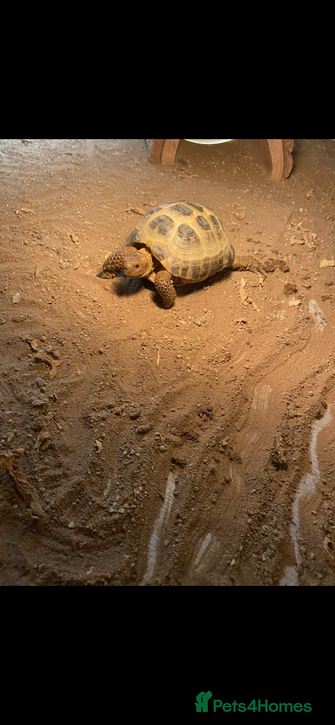 Tortoise reptiles for sale: Horse field tortoise  - Image 3