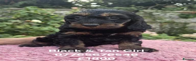 Cockapoo 2