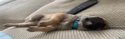Mixed Breed dogs for sale: Staffy x Mali pups - Advert 7