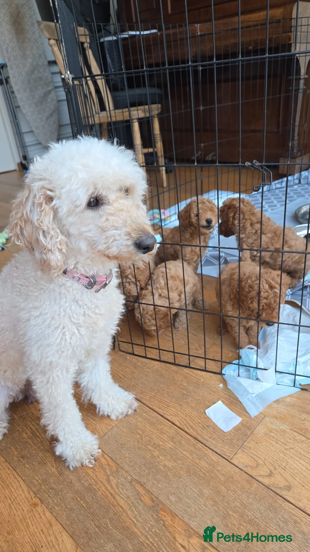 Mixed Breed dogs for sale: Miniature Poodle Puppy 3m Boy in Camberley - Advert 8