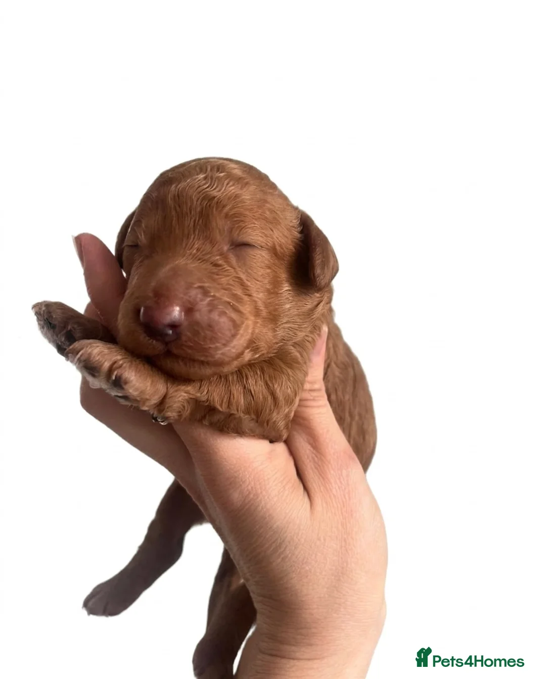 Cockapoo dogs for sale: F1b health tested cockapoo babies  - Advert 11