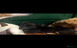 Jack Russell dogs for sale: *last girl* Jack Russell Black and Tan Bitch  - Image 1