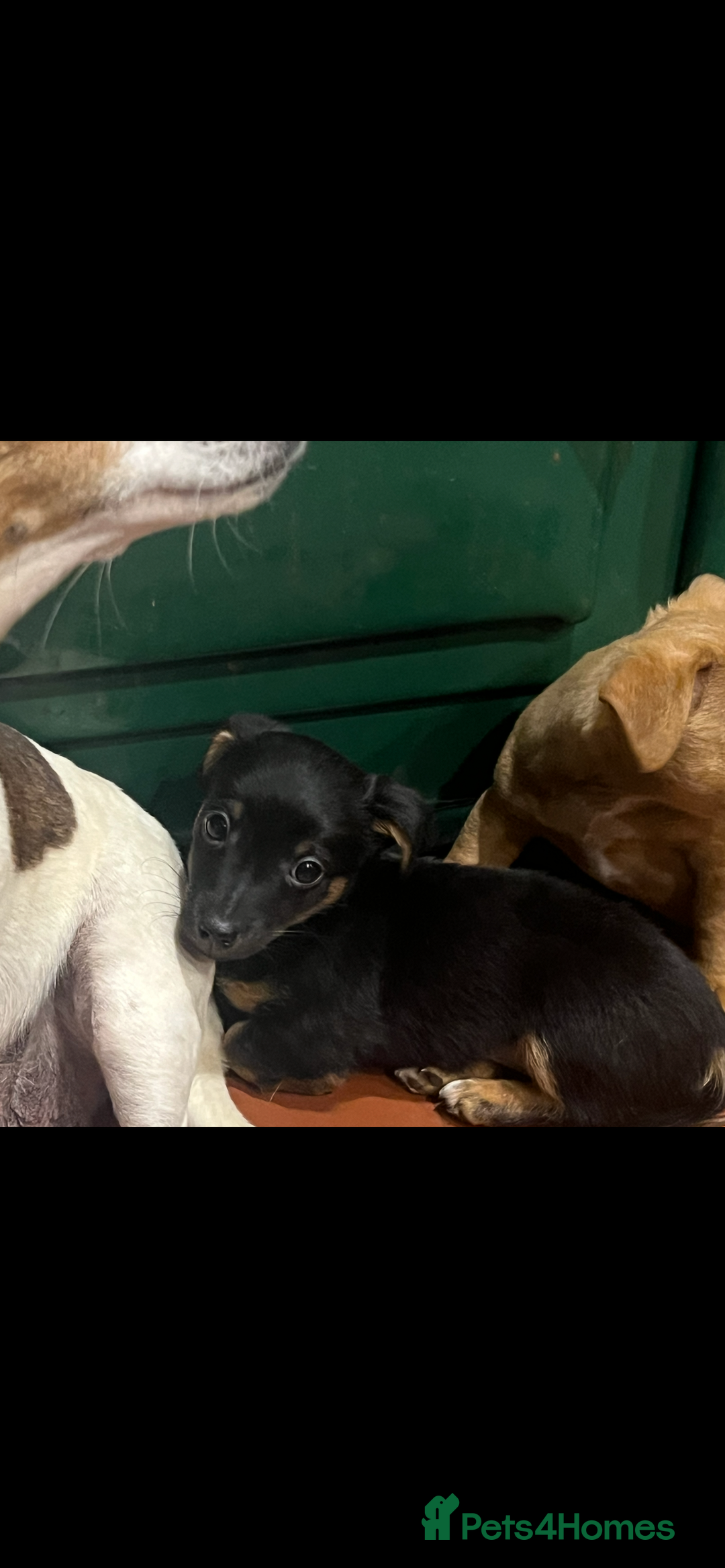 Jack Russell dogs for sale: *last girl* Jack Russell Black and Tan Bitch  - Image 1